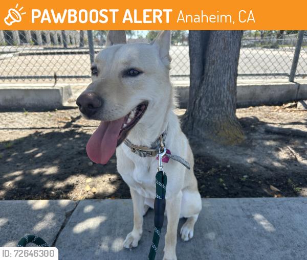 Found/Stray Female Dog last seen John Marshall Park, Anaheim, CA 92801