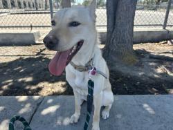 Found/Stray Female Dog last seen John Marshall Park, Anaheim, CA 92801