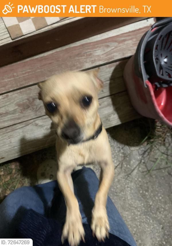 Found/Stray Male Dog last seen Cameron park near florencia Ave , Brownsville, TX 78526