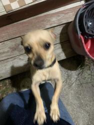 Found/Stray Male Dog last seen Cameron park near florencia Ave , Brownsville, TX 78526