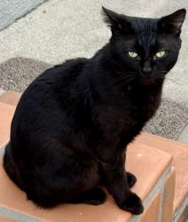 Found/Stray Male Cat last seen Harvey Way/Canehill Avenue, Lakewood, CA 90713