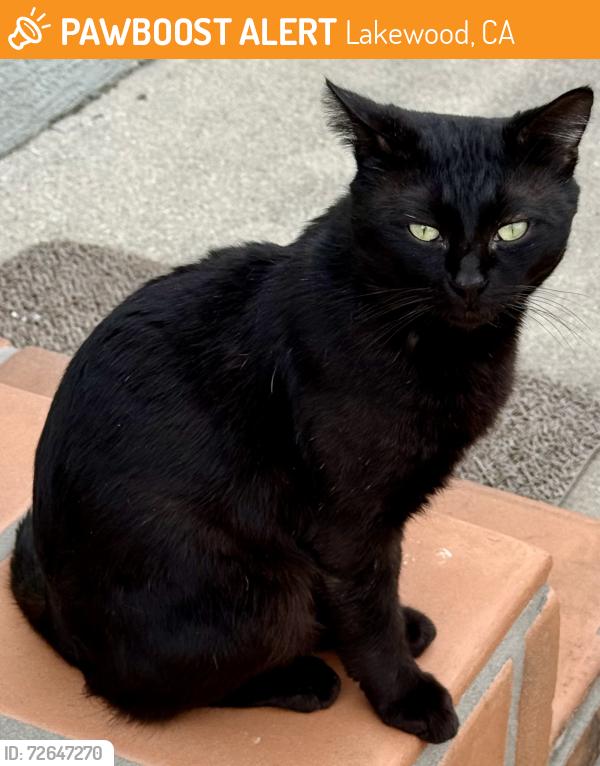 Found/Stray Male Cat last seen Harvey Way/Canehill Avenue, Lakewood, CA 90713