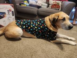 Reunited Male Dog last seen Near & Theis, Tomball, TX 77375