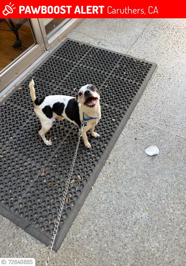 Lost Male Dog last seen Caruthers California USA, Caruthers, CA 93609
