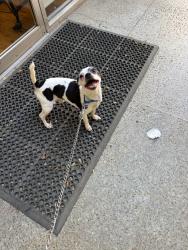 Lost Male Dog last seen Caruthers California USA, Caruthers, CA 93609