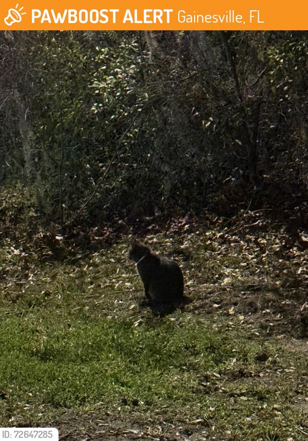 Found/Stray Unknown Cat last seen The rock church, Gainesville, FL 32606