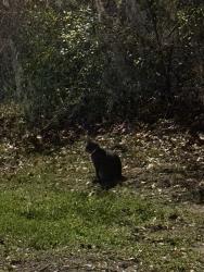 Found/Stray Unknown Cat last seen The rock church, Gainesville, FL 32606
