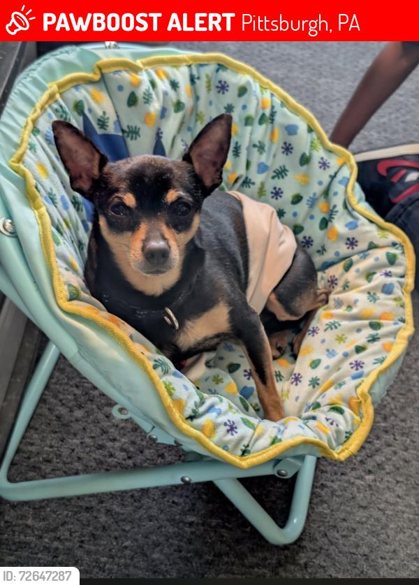 Lost Male Dog last seen Beltzhoover, Pittsburgh, PA 15210
