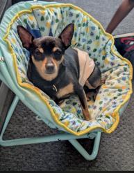 Lost Male Dog last seen Beltzhoover, Pittsburgh, PA 15210
