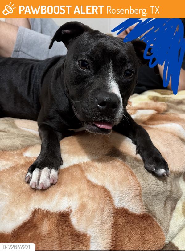 Found/Stray Female Dog last seen Near Bamore Rd Rosenberg, TX , Rosenberg, TX 77471