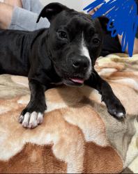 Found/Stray Female Dog last seen Near Bamore Rd Rosenberg, TX , Rosenberg, TX 77471