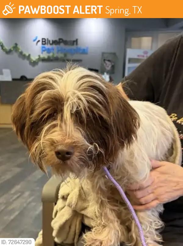Found/Stray Female Dog last seen T.C.Jester and Spring Cypress, Spring, TX 77379