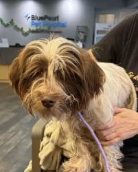 Found/Stray Female Dog last seen T.C.Jester and Spring Cypress, Spring, TX 77379