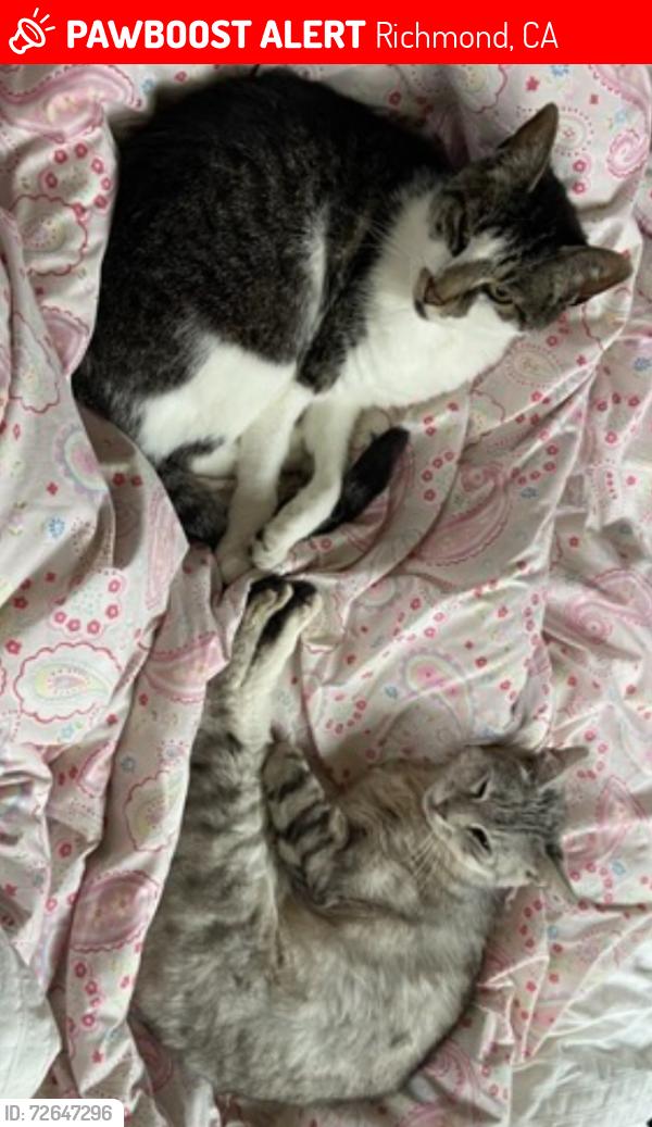 Lost Male Cat last seen Poplar and Kensington ave, Richmond, CA 94805