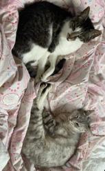 Lost Male Cat last seen Poplar and Kensington ave, Richmond, CA 94805