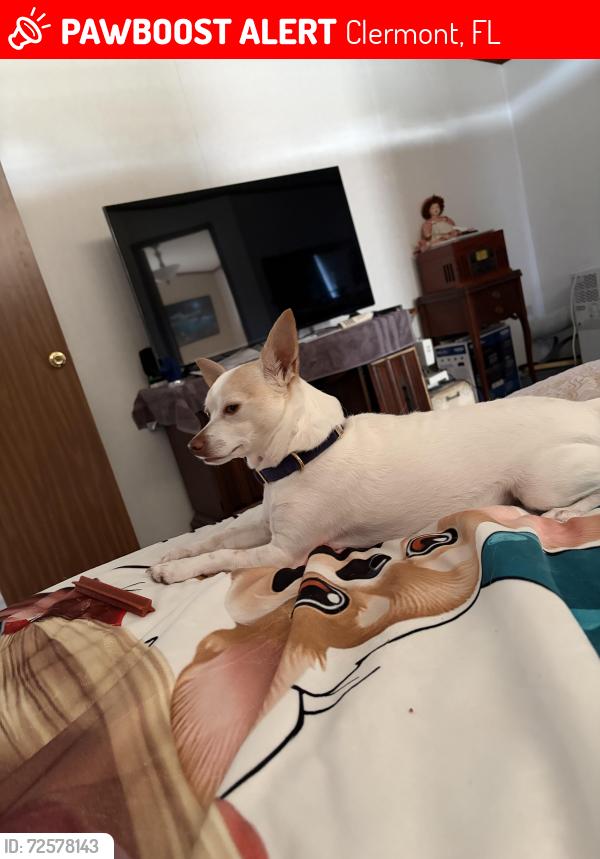 Lost Male Dog last seen Howey Cross Road/ South BuckHill Road Clermont,Fl, Clermont, FL 34715