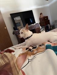 Lost Male Dog last seen Howey Cross Road/ South BuckHill Road Clermont,Fl, Clermont, FL 34715