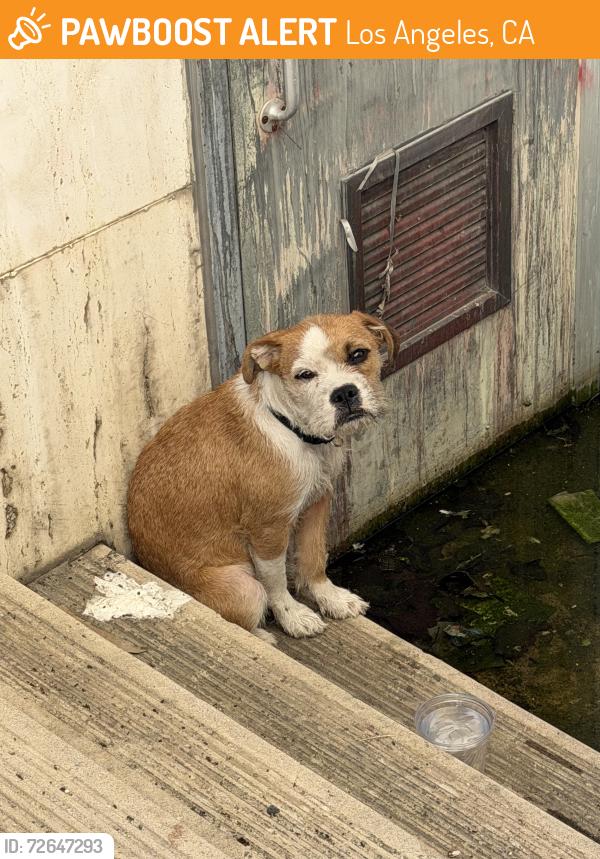 Found/Stray Unknown Dog last seen Natural History Museum of LA County, Los Angeles, CA 90007