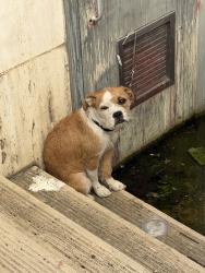 Found/Stray Unknown Dog last seen Natural History Museum of LA County, Los Angeles, CA 90007