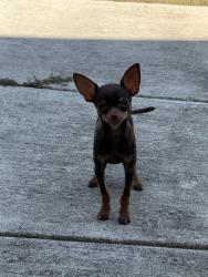 Lost Male Dog last seen Next to new Microsoft plant , Castroville, TX 78009