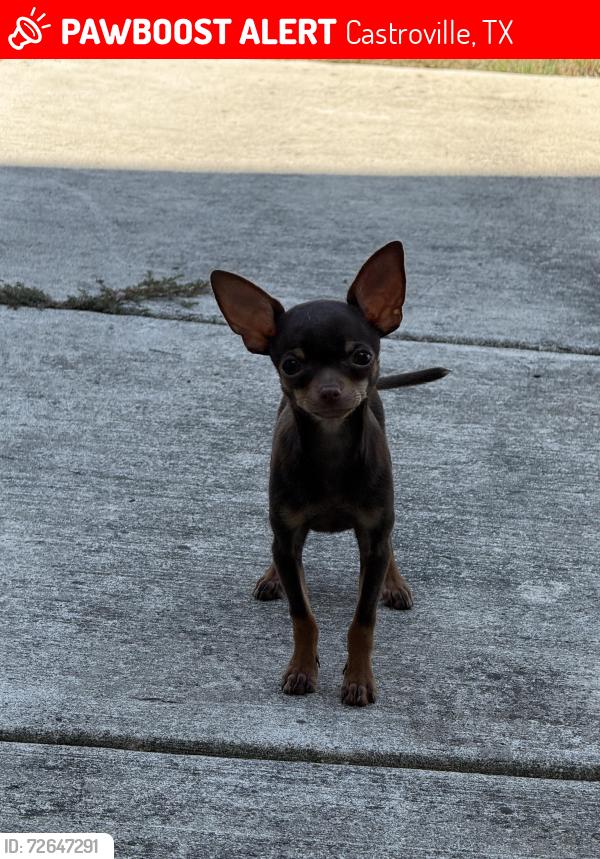 Lost Male Dog last seen Next to new Microsoft plant , Castroville, TX 78009