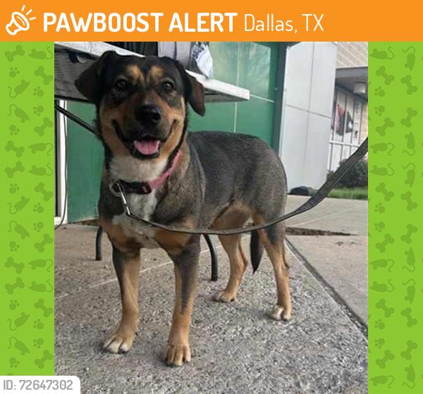 Found/Stray Female Dog last seen Al Lipscomb Way, Dallas, TX 75215
