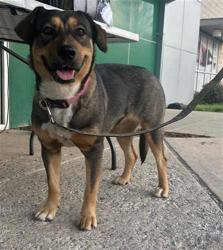 Found/Stray Female Dog last seen Al Lipscomb Way, Dallas, TX 75215