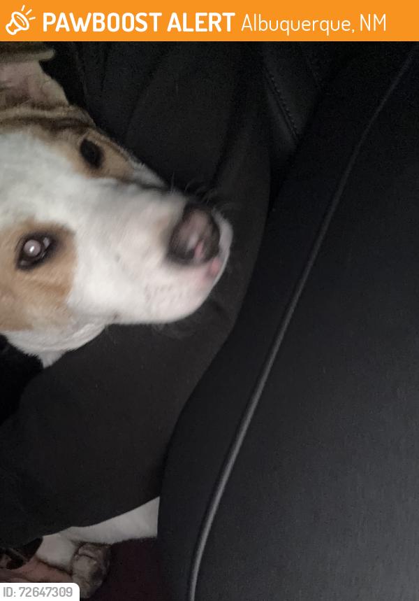 Found/Stray Female Dog last seen Park, Albuquerque, NM 87112