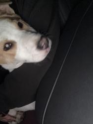 Found/Stray Female Dog last seen Park, Albuquerque, NM 87112
