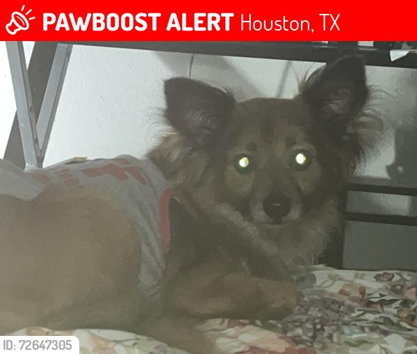 Lost Male Dog last seen Katy fwy , Houston, TX 77002