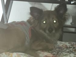 Lost Male Dog last seen Katy fwy , Houston, TX 77002