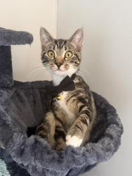 Lost Male Cat last seen Glenbrook & Gilbert, Otis Orchards, WA 99027