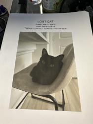 Lost Male Cat last seen Evoq apmt s , Las Vegas, NV 89102