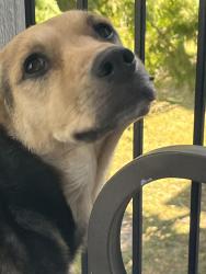 Lost Female Dog last seen Katy fwy , Houston, TX 77079