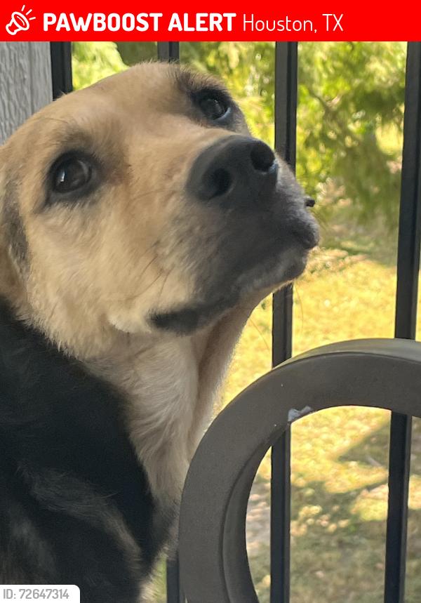 Lost Female Dog last seen Katy fwy , Houston, TX 77079