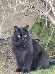 Lost Male Cat last seen Traditions Country Club, La Quinta, CA 92253