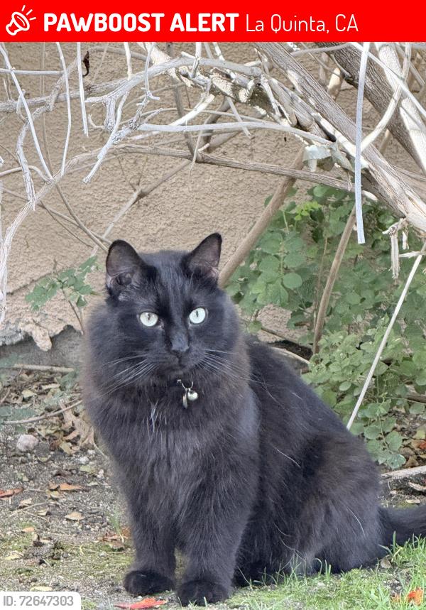 Lost Male Cat last seen Traditions Country Club, La Quinta, CA 92253