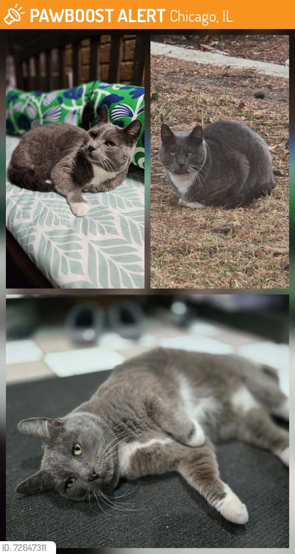 Found/Stray Unknown Cat last seen Belden St and Cicero Ave , Chicago, IL 60639