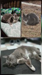 Found/Stray Unknown Cat last seen Belden St and Cicero Ave , Chicago, IL 60639