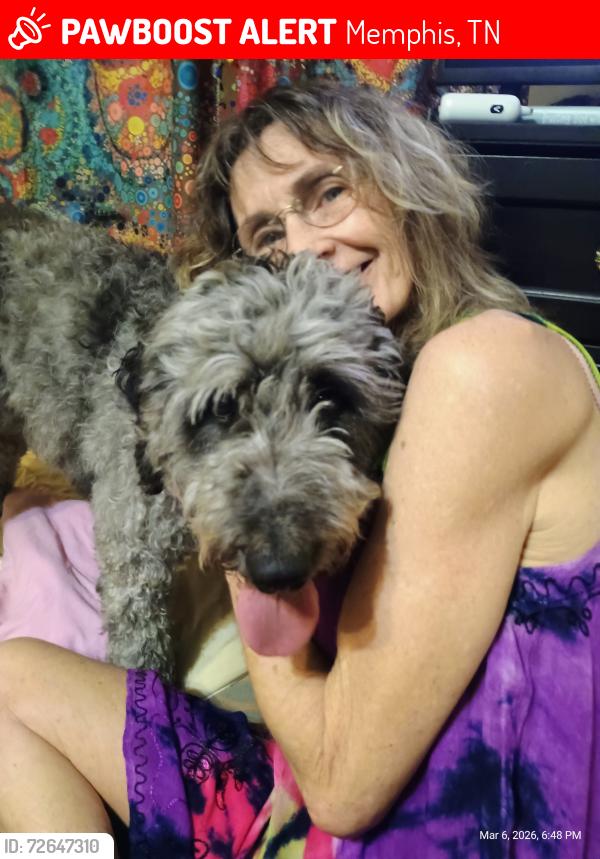 Lost Female Dog last seen Macleod Dr. and Lovitt , Memphis, TN 38119