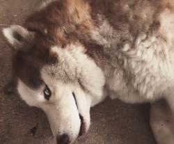 Found/Stray Unknown Dog last seen Two iron , San Antonio, TX 78221
