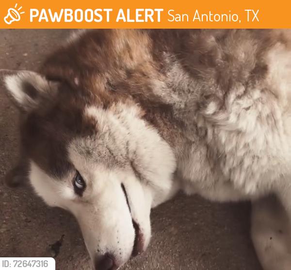 Found/Stray Unknown Dog last seen Two iron , San Antonio, TX 78221