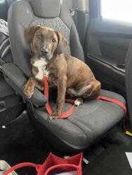 Lost Female Dog last seen West Blvd, Charlotte, NC 28208
