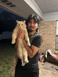 Found/Stray Male Cat last seen St ann church, Burleson, TX 76028