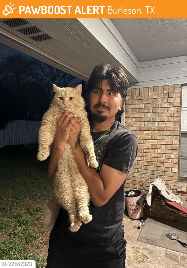 Found/Stray Male Cat last seen St ann church, Burleson, TX 76028