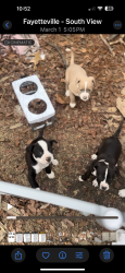 Lost Male Dog last seen Hopemills Rd, Hope Mills, NC 28348