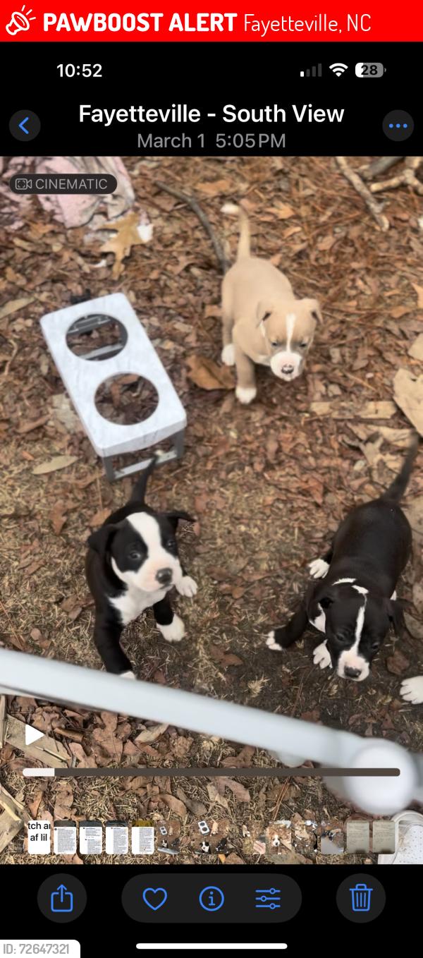 Lost Male Dog last seen Hopemills Rd, Hope Mills, NC 28348