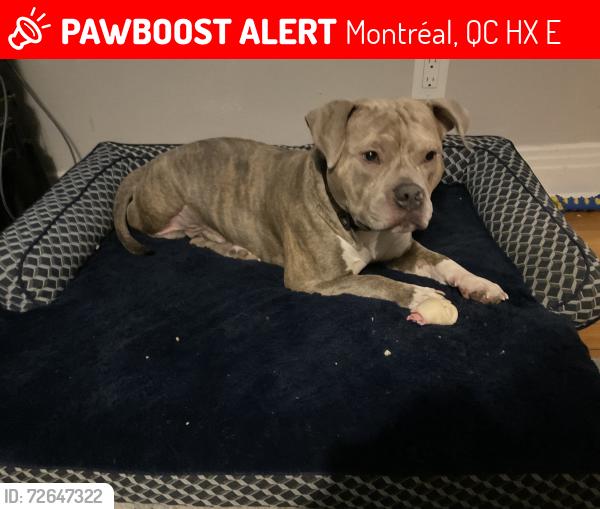 Lost Unknown Dog last seen Near cote st Luc , Montréal, QC H3X 2E3