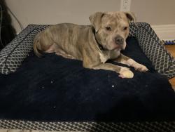Lost Unknown Dog last seen Near cote st Luc , Montréal, QC H3X 2E3