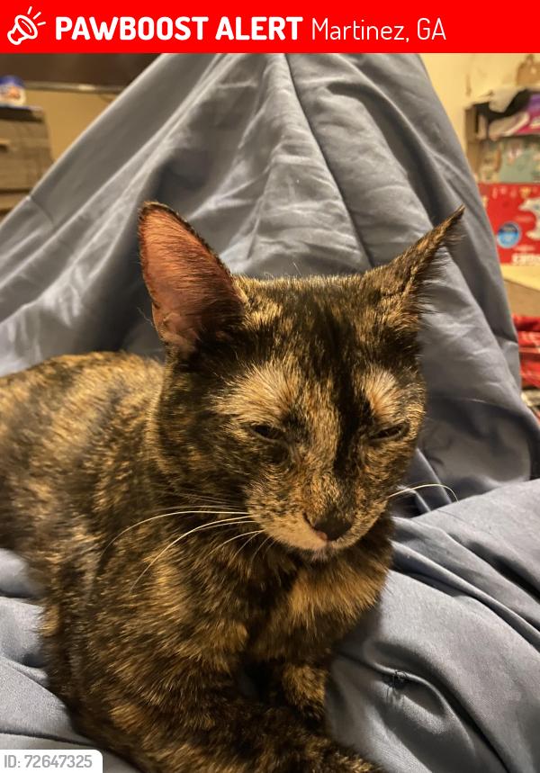 Lost Female Cat last seen Circle k Baston rd , Martinez, GA 30907